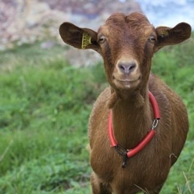 Trench goat