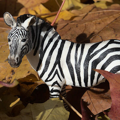 Zebrafisch