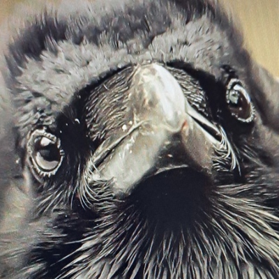 Raven van Horst