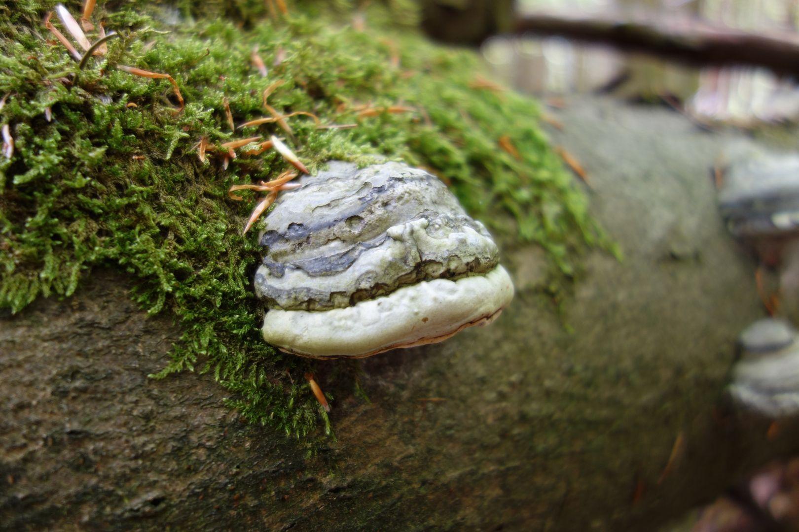 Auswuchs eines Zunderschwamms an einem gefällten Baum