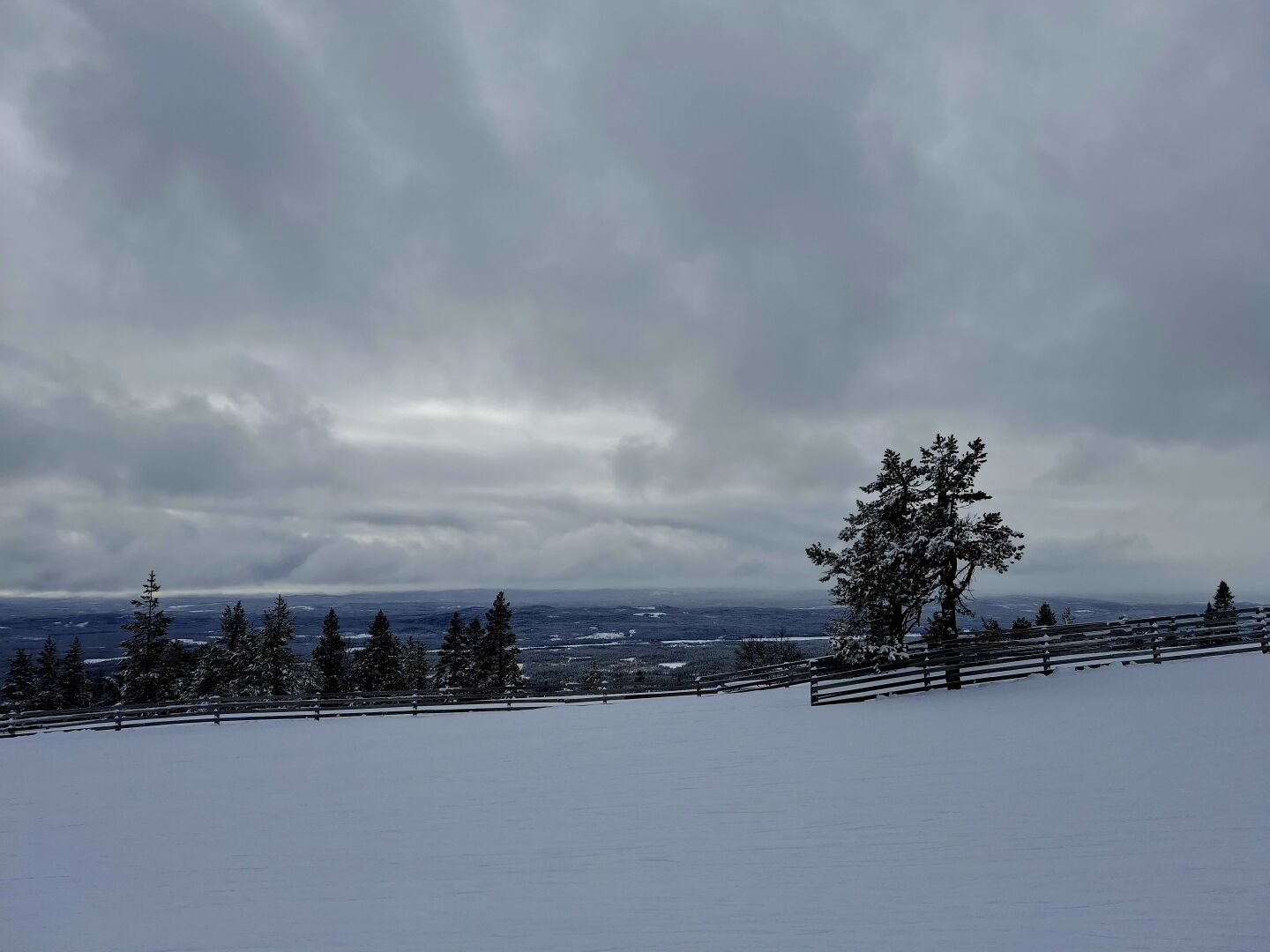 Ski slope on a cloudy day. A single tree surrounded by protective fence. No skiers visible.