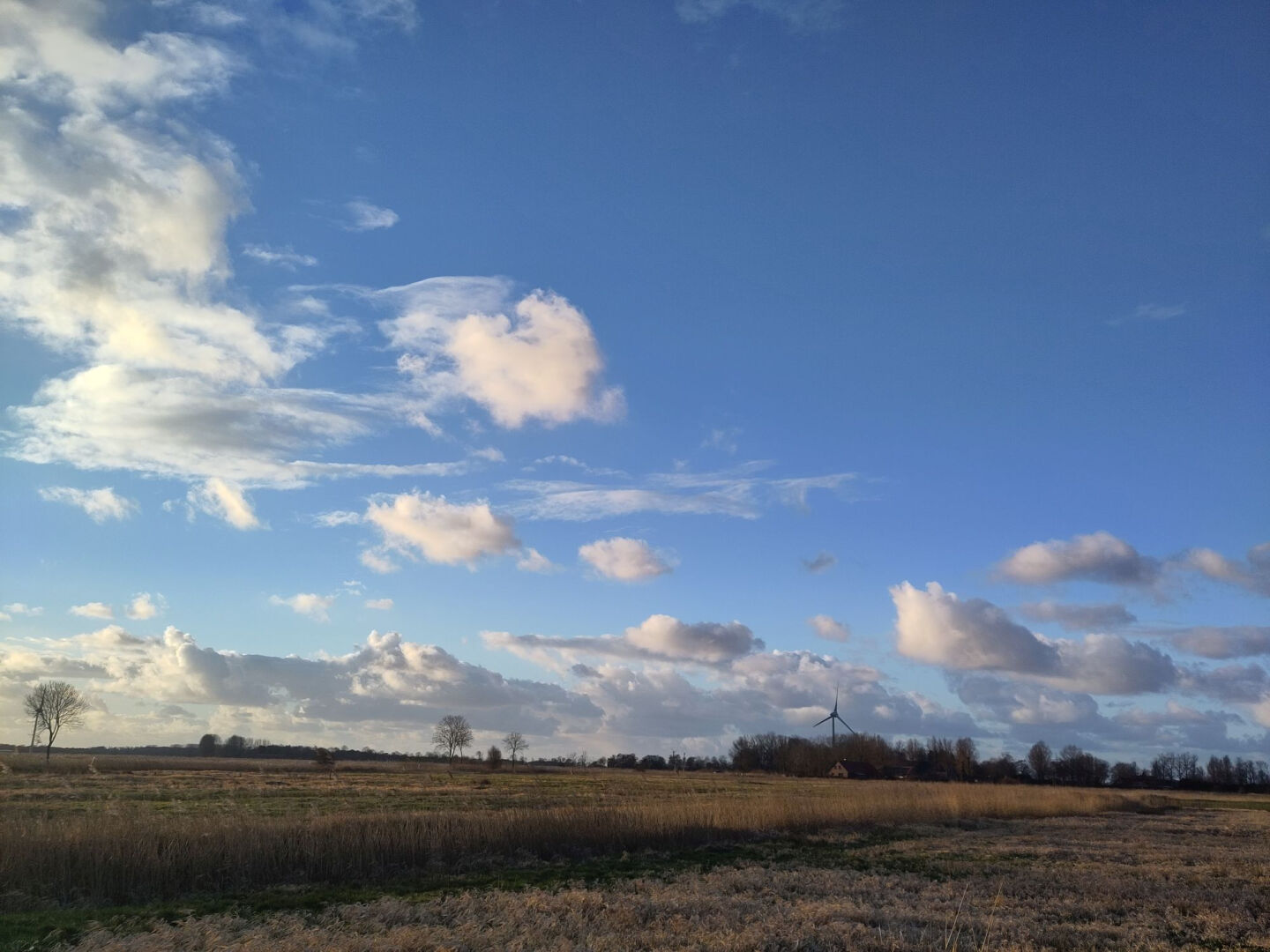 Das – unspektakuläre – Foto zeigt eine Norddeutsche Februarlandschaft. Im unteren Viertel sind die vertrockneten, gelben Gras- und Schilfpflanzen im Sonnenlicht zu sehen, im Hintergrund wenige Bäume, vermutlich entlang einer Landstrasse. Entfernt sieht man eine Windenergieanlage. 
Die oberen dreiviertel des Bildes zeigen einen sonnig, wolkendurchzogenen Himmel. Eine Aufnahme am frühen Abend noch vor einsetzender Dämmerung.