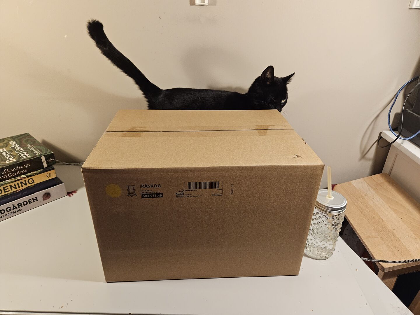 Alea the Black Cat inspecting the unopened box containing the pieces of the cart.