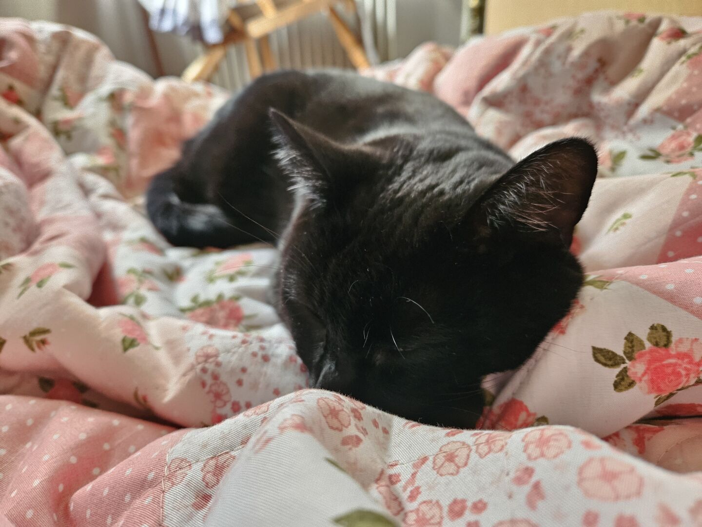 Alea the Black Cat snoozing happily in my pink and flowery duvet cover.