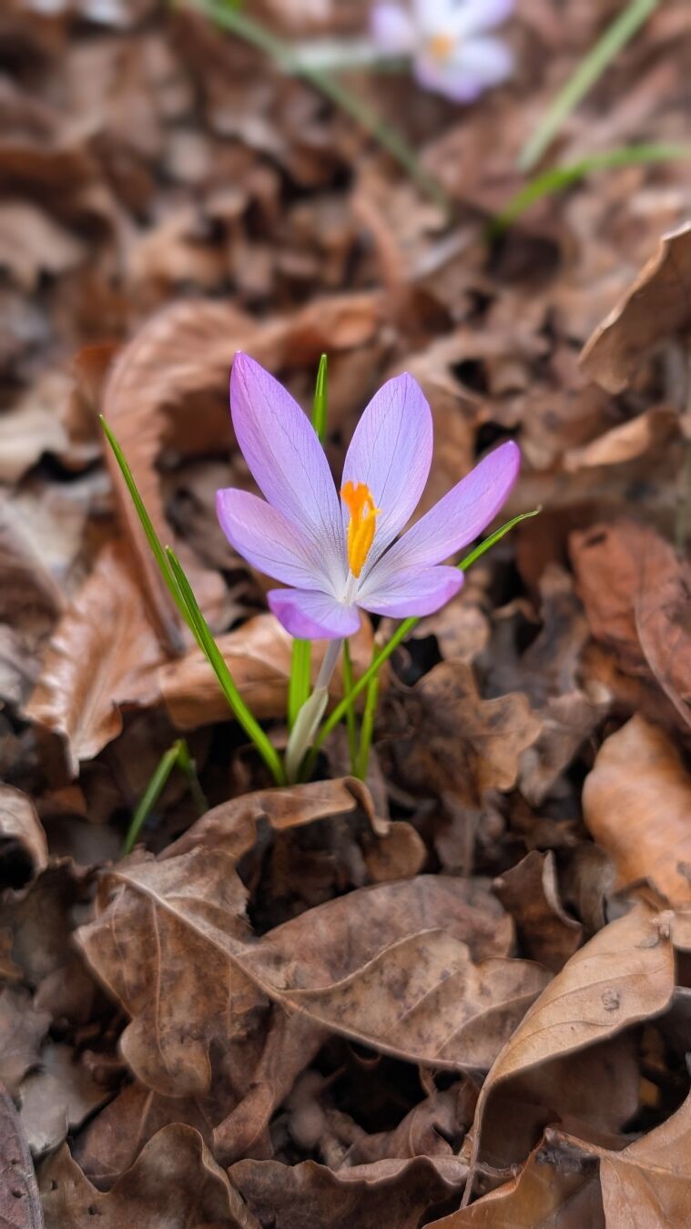 Blühender Krokus auf einer mit Herbstlaub bedeckten Wiese.