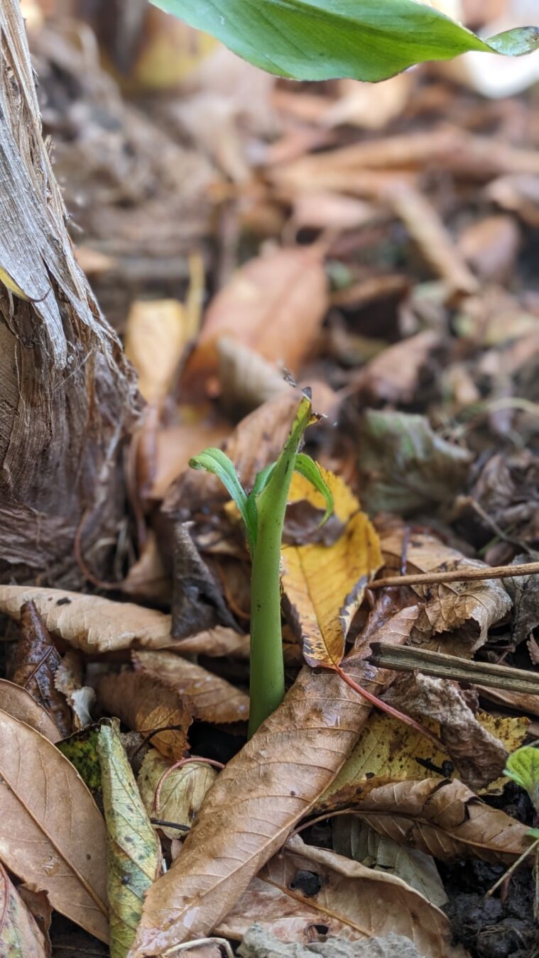 Kleines Kindl am Boden noch mit Laub bedeckt.