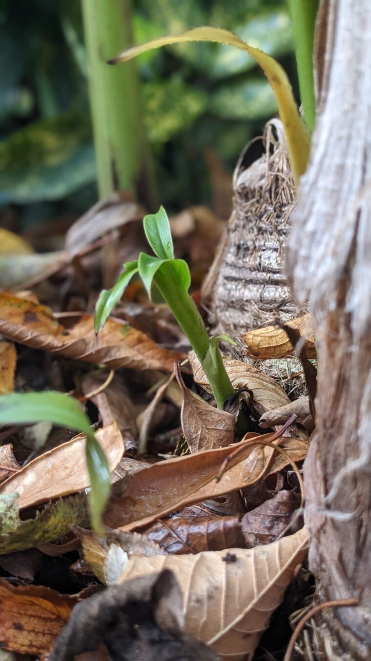 Zwei Kindl und viel Laub