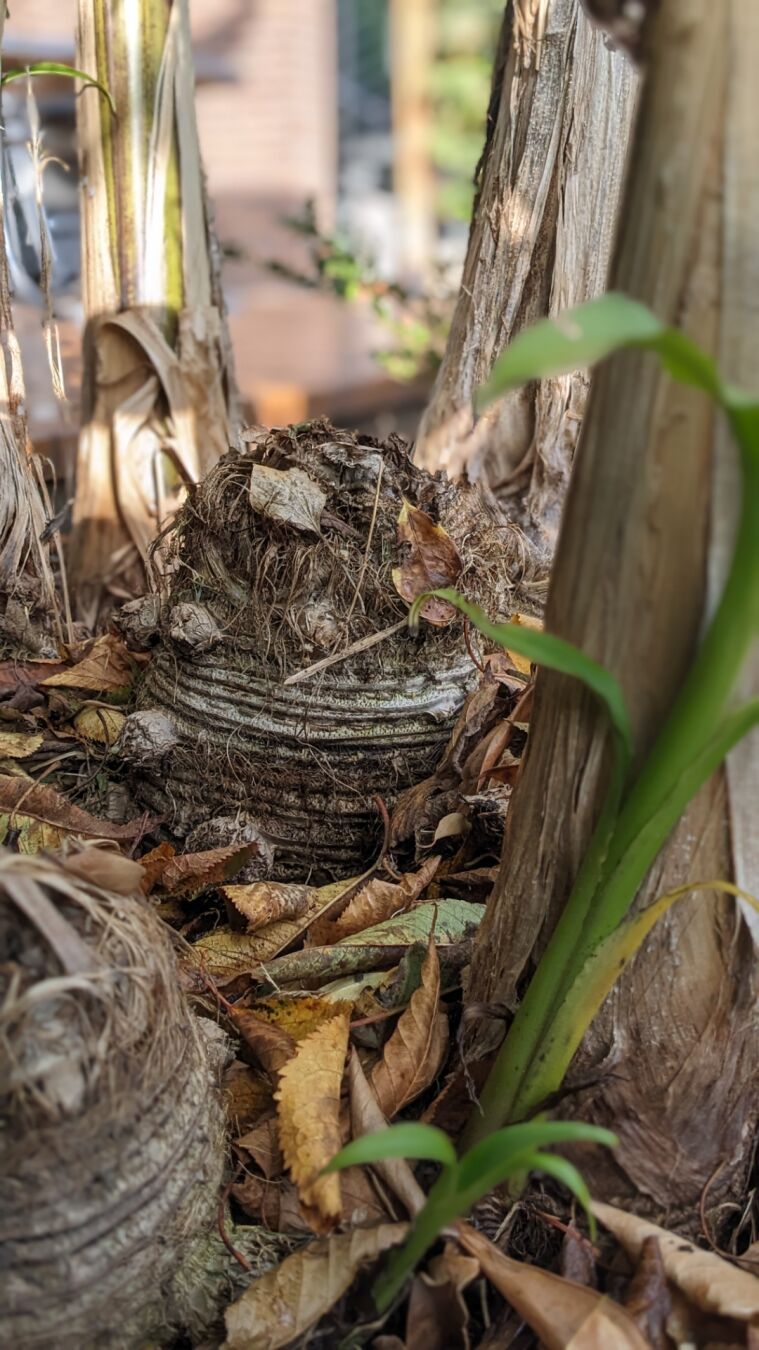 Abgestorbenes Kindl welches im letzten Jahr Früchte trug.