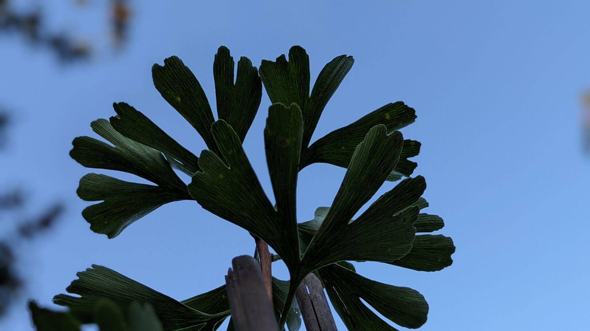 Ginkgo Blätter vor blauem Himmel von unten nach oben fotografiert.