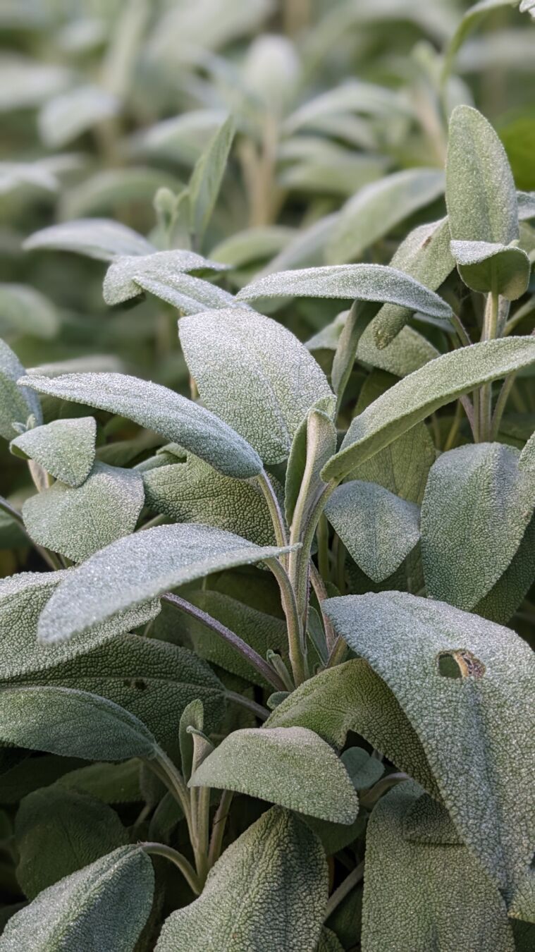 Salbei mit leichten Frost Kristallen
