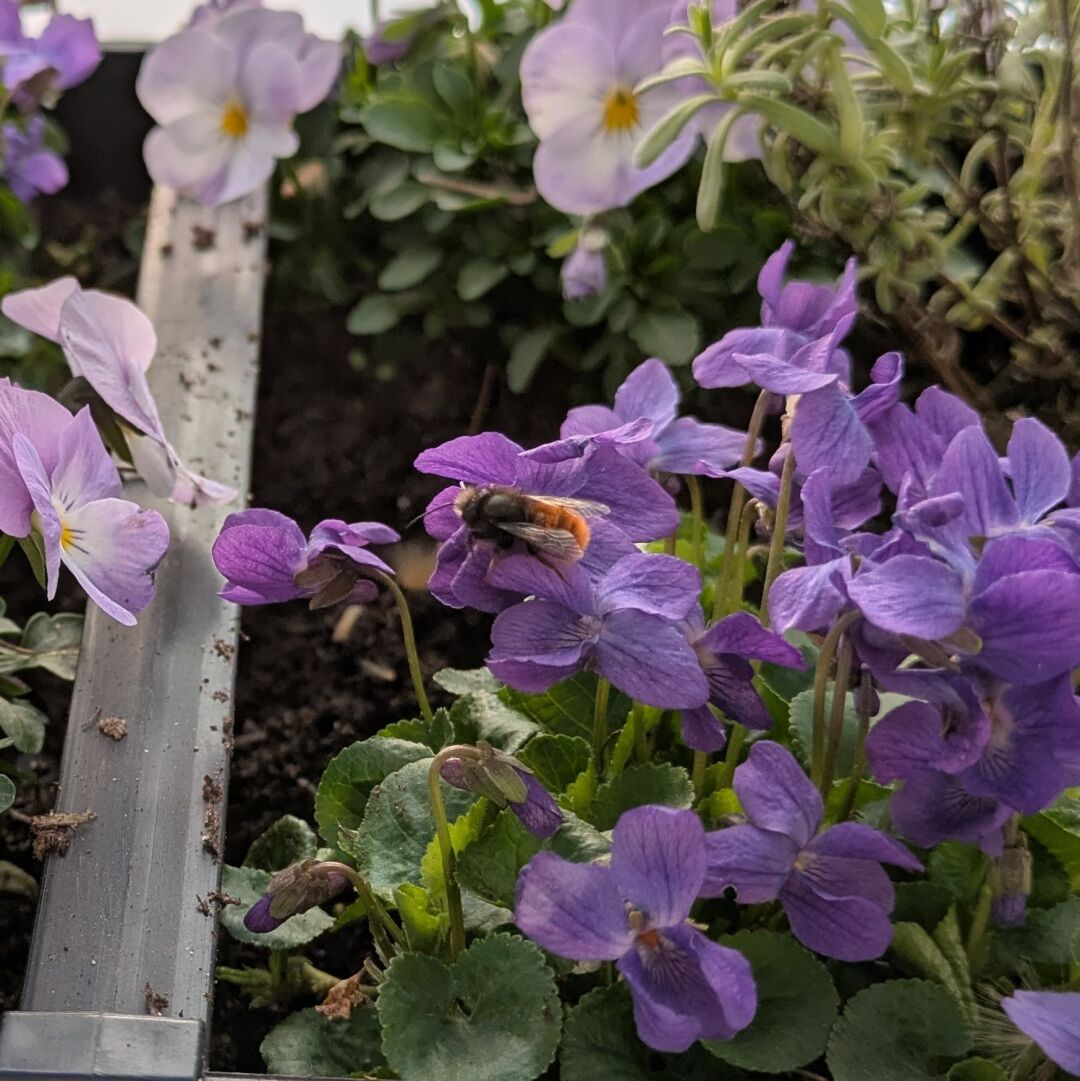 Eine gehörnte Mauerbiene sitzt in einer der zahlreichen lilafarbenen Blüten eines Duftveilchens.  Im Hintergrund sind weitere Pflanzen des Balkonkastenensembles zu erkennen: Lavendel und ebenfalls lilafarbene Stiefmütterchen.