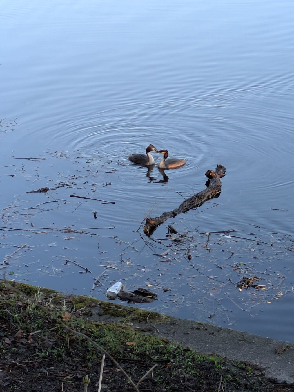 Blick auf ein im Wasser miteinander schnäbelndes Paar Haubentaucher. Direkt daneben schwimmt ein großer abgebrochener Ast im Wasser.
