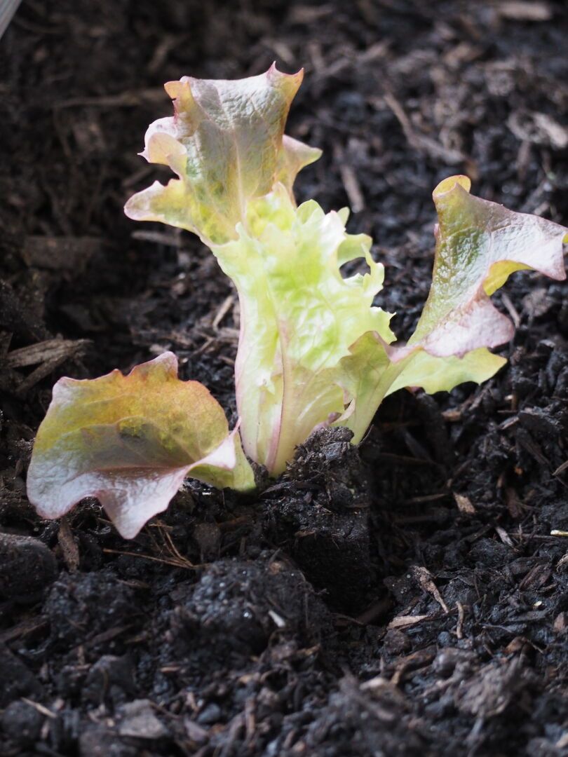 Close up of tiny lollo rossa lettuce leaves.
