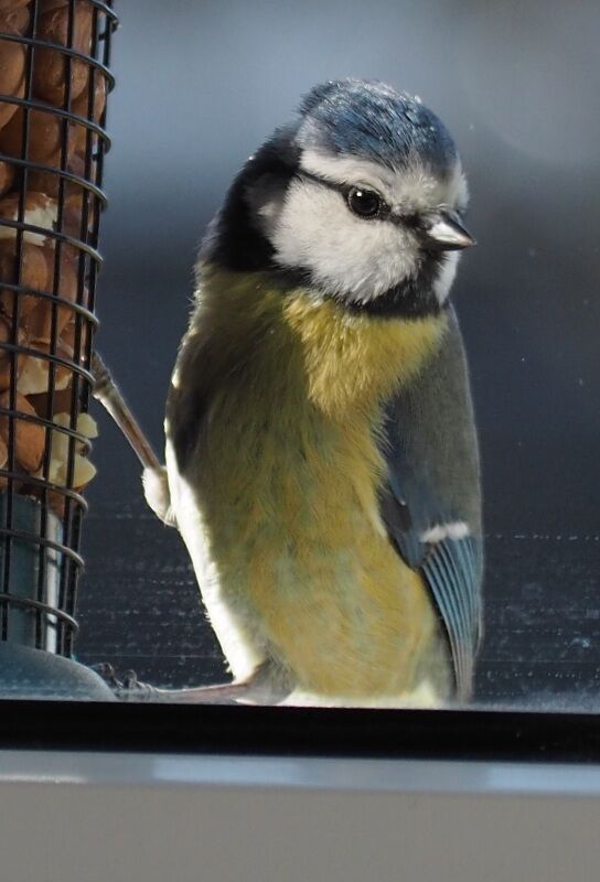 Blue tit on a feeder full of peanuts