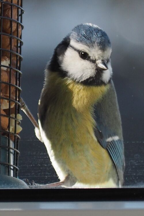 Blue tit on a feeder full of peanuts