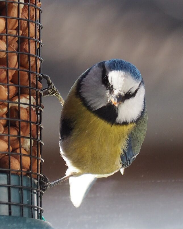 Blue tit on a feeder full of peanuts