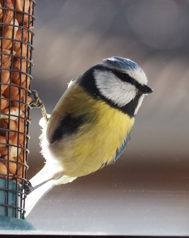 Blue tit on a feeder full of peanuts