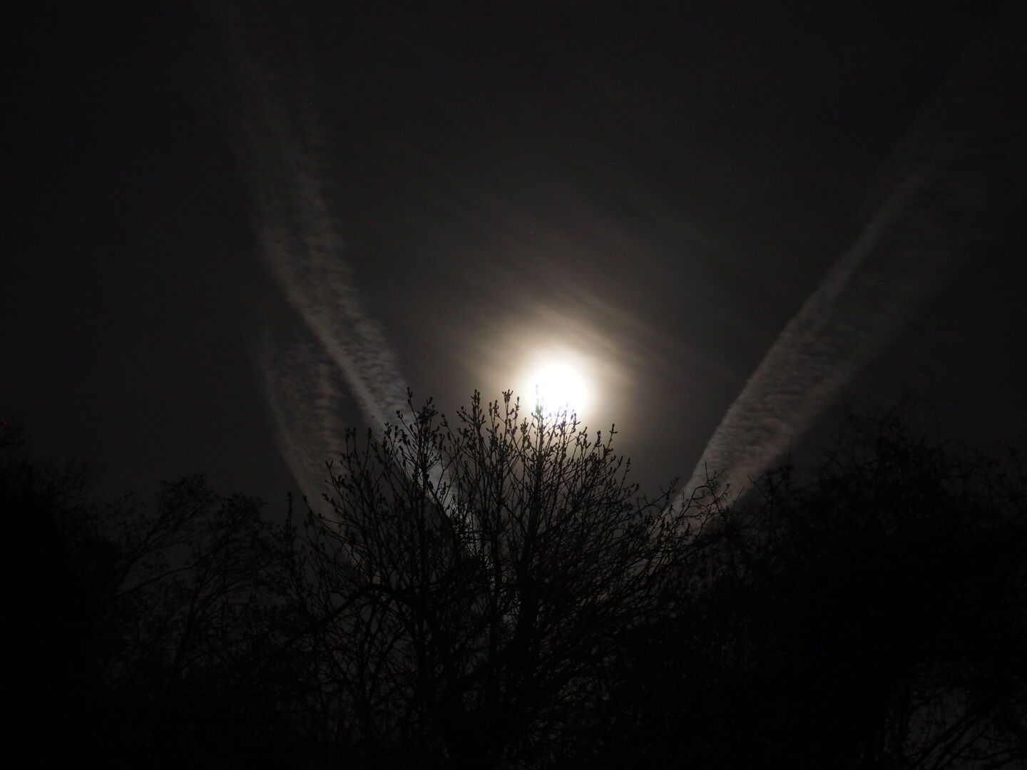 Black sky, a few branches in front of the almost full moon.