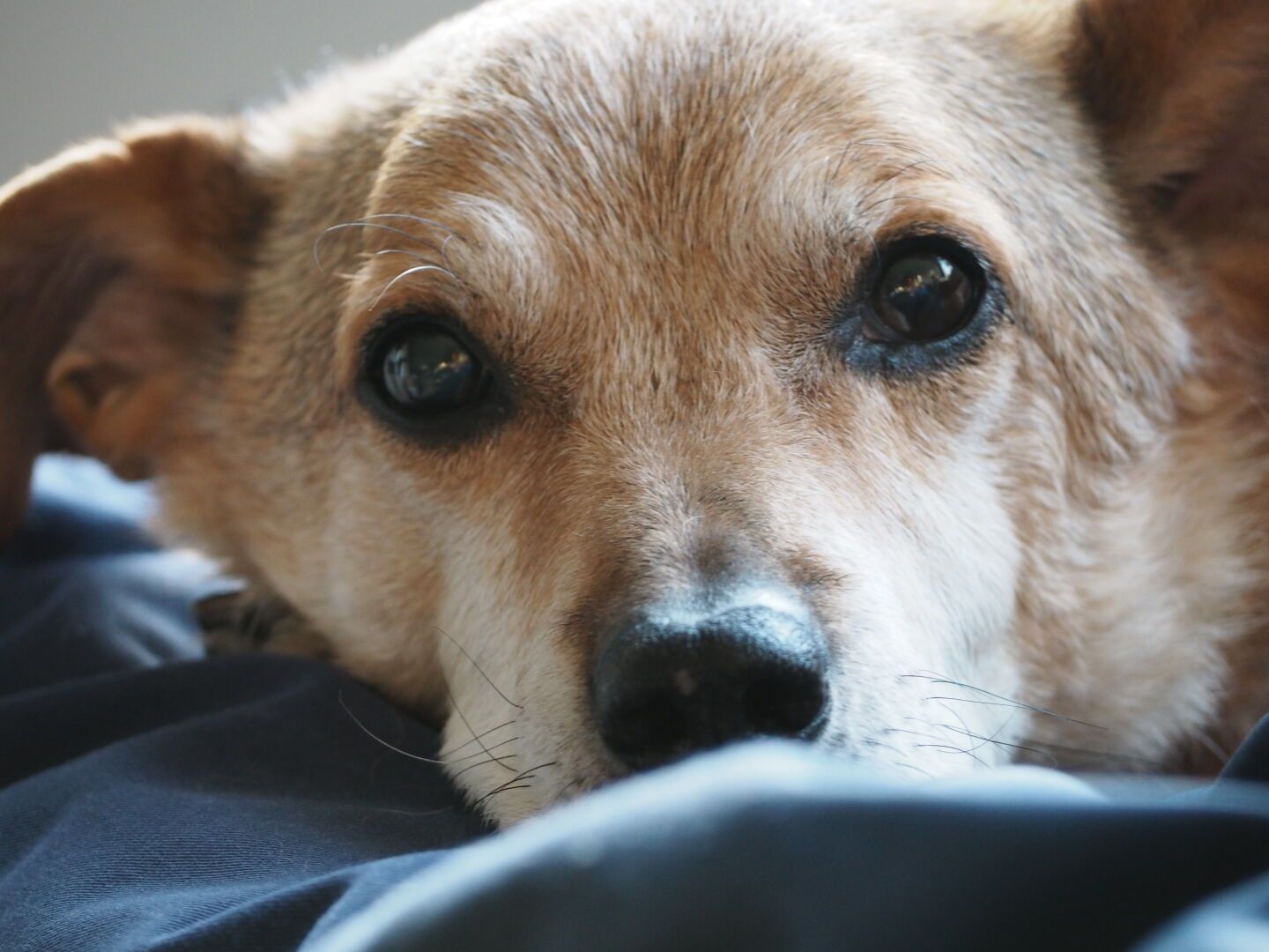 Close up to a friendly dog's face.