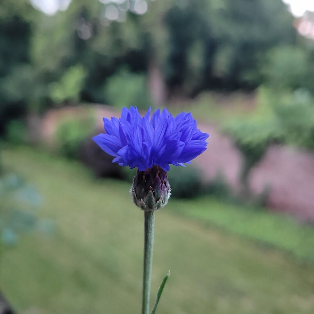 Corn flower