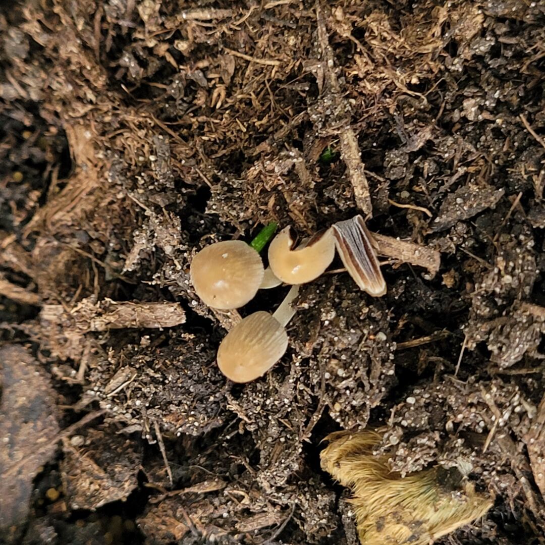 Tiny mushrooms