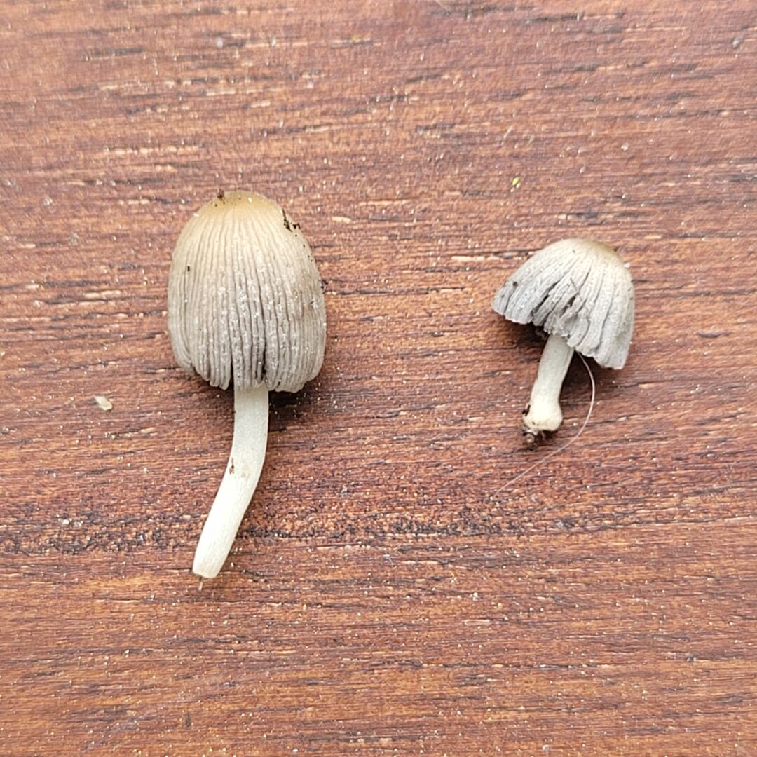 Tiny mushrooms