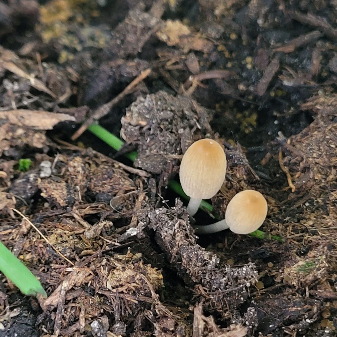 Tiny brown mushroom