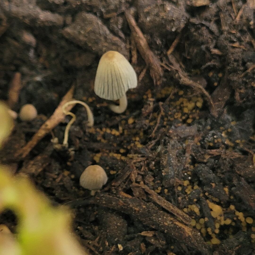 Tiny mushrooms