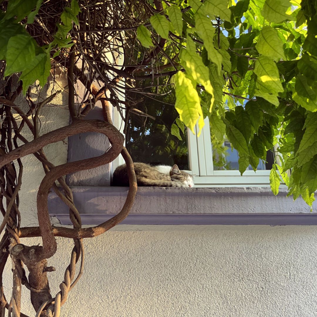 A cat sleeps on a window sill under a climbing plant.