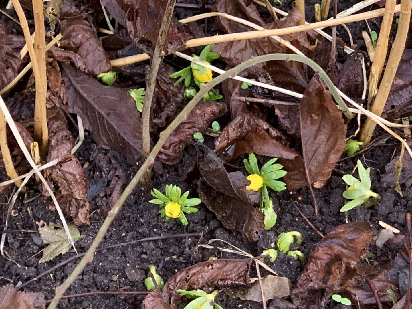 Winterlinge – einige schon in Blüte, andere arbeiten sich gerade aus der Erde.