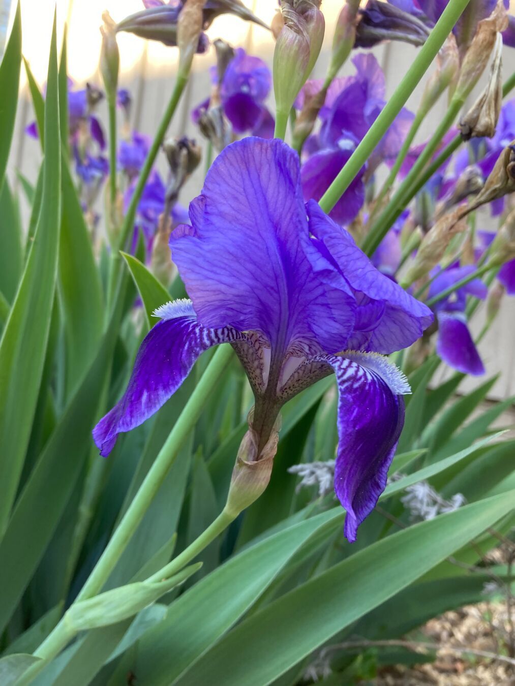 A purple bearded iris blossom with more irises in the background