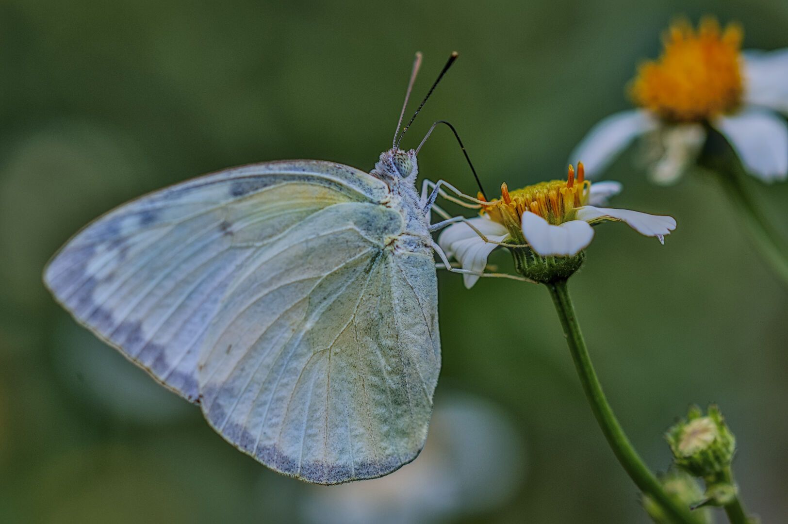 butterfly; grass insect
