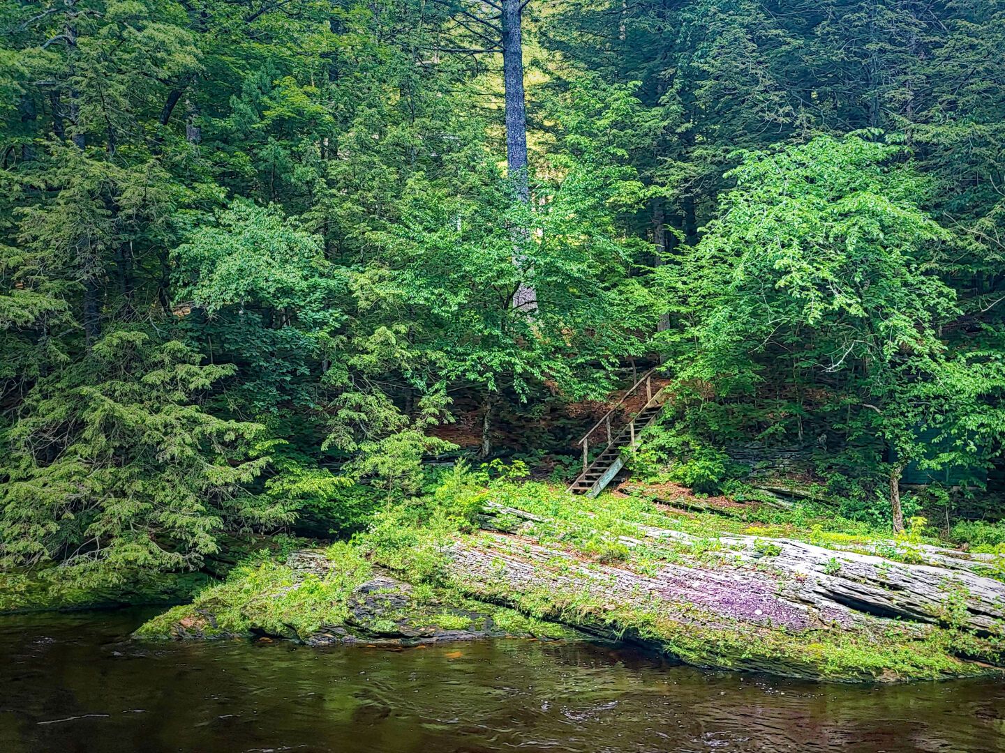A set of wooden stairs in between green trees
