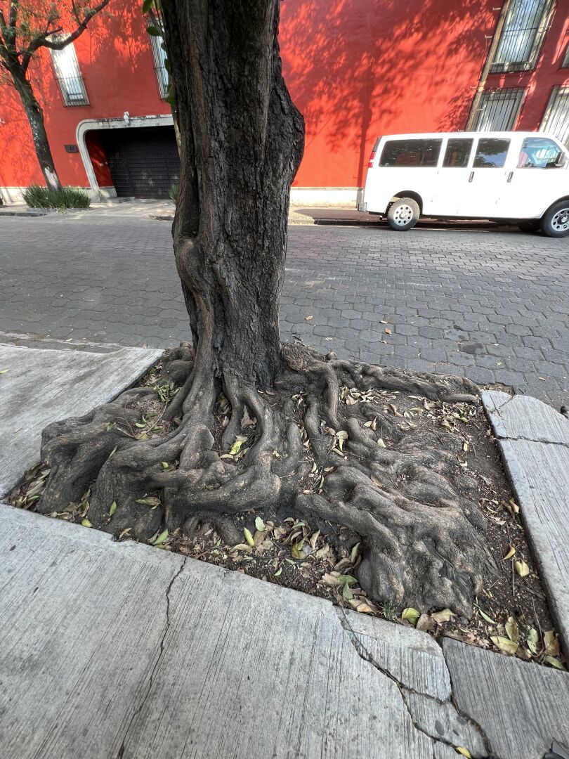 A tree growing on a sidewalk showing a lot of his roots