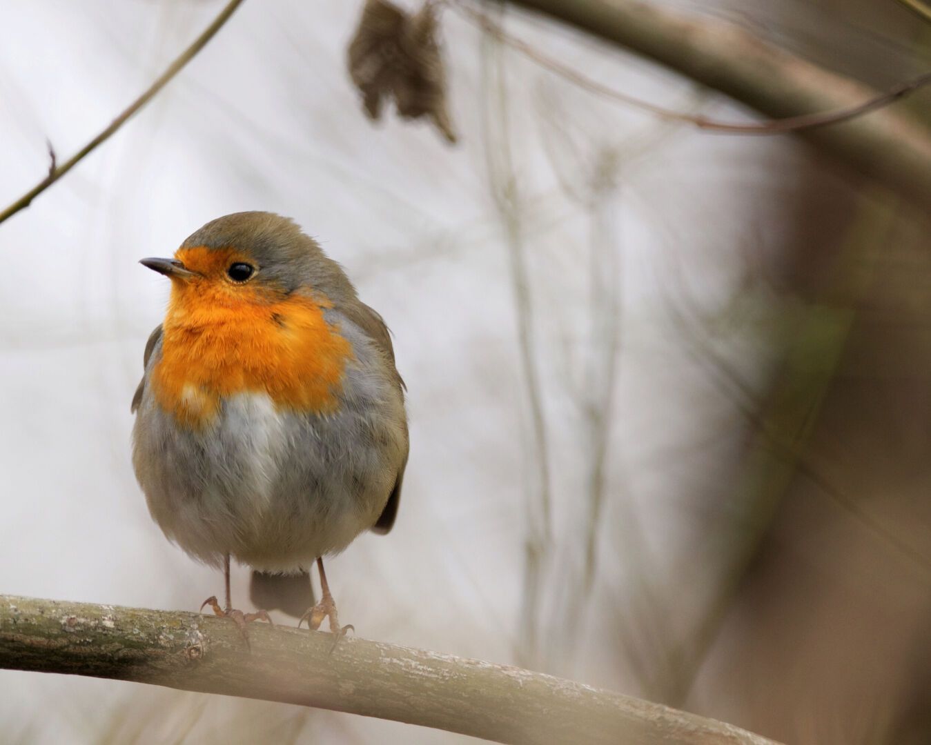 A robin is sitting on a branch, all fluffed up. Ist is looking to the left.