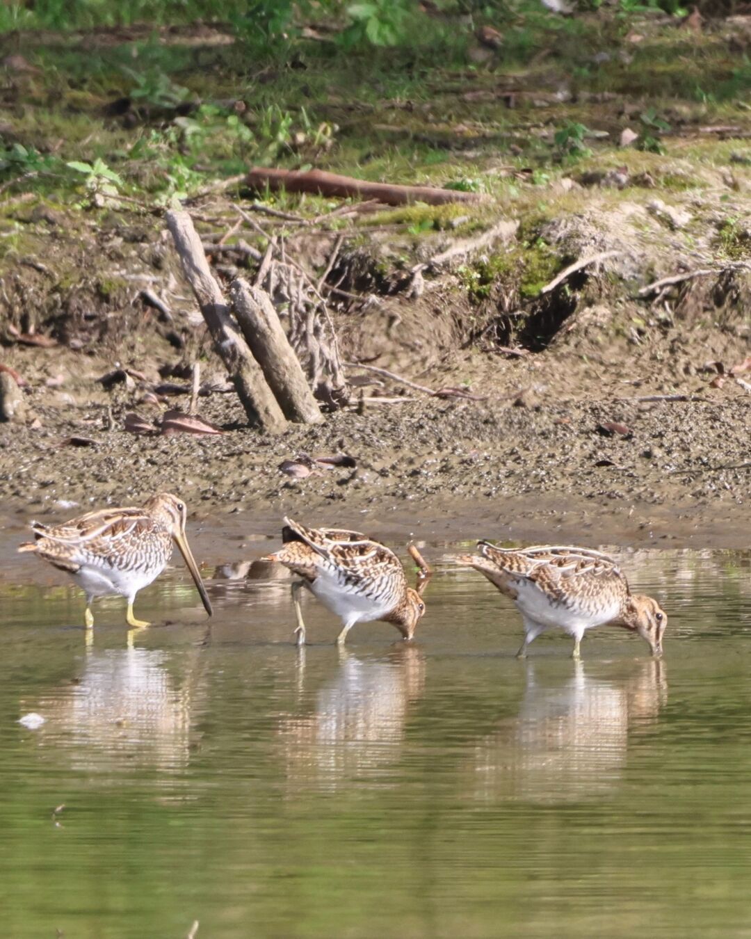 ￼Drei Bekassinenau stehen im flachen Wasser nah am Ufer. Zwei haben die Schnäbel im Wasser. Die dritte hat den Kopf gehoben, bei ihr kann man den ganzen langen Schnabel sehen.￼ im Hintergrund sieht man Erde, aus der ein paar Äste hervorragend. Danach beginnt langsam Rasenfläche.