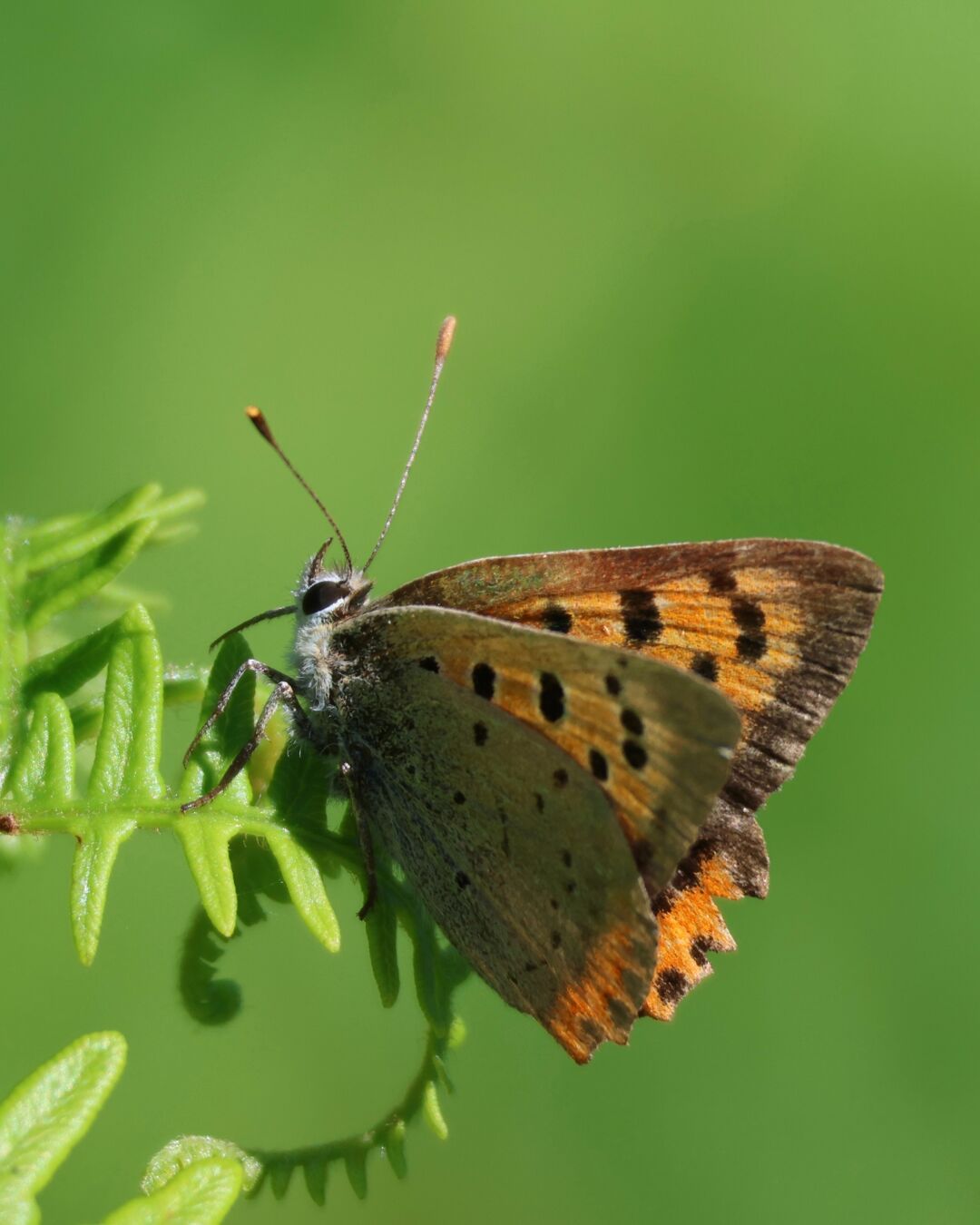 ￼Ein kleiner oranger Schmetterling sitzt an einer Pflanze. Die Flüge sind halb geöffnet. Auf den Flügen sind kleine schwarze Punkte, der Körper ist gräulich blau. Die Fühler zeigen gerade nach oben, die Augen sind groß und schwarz.