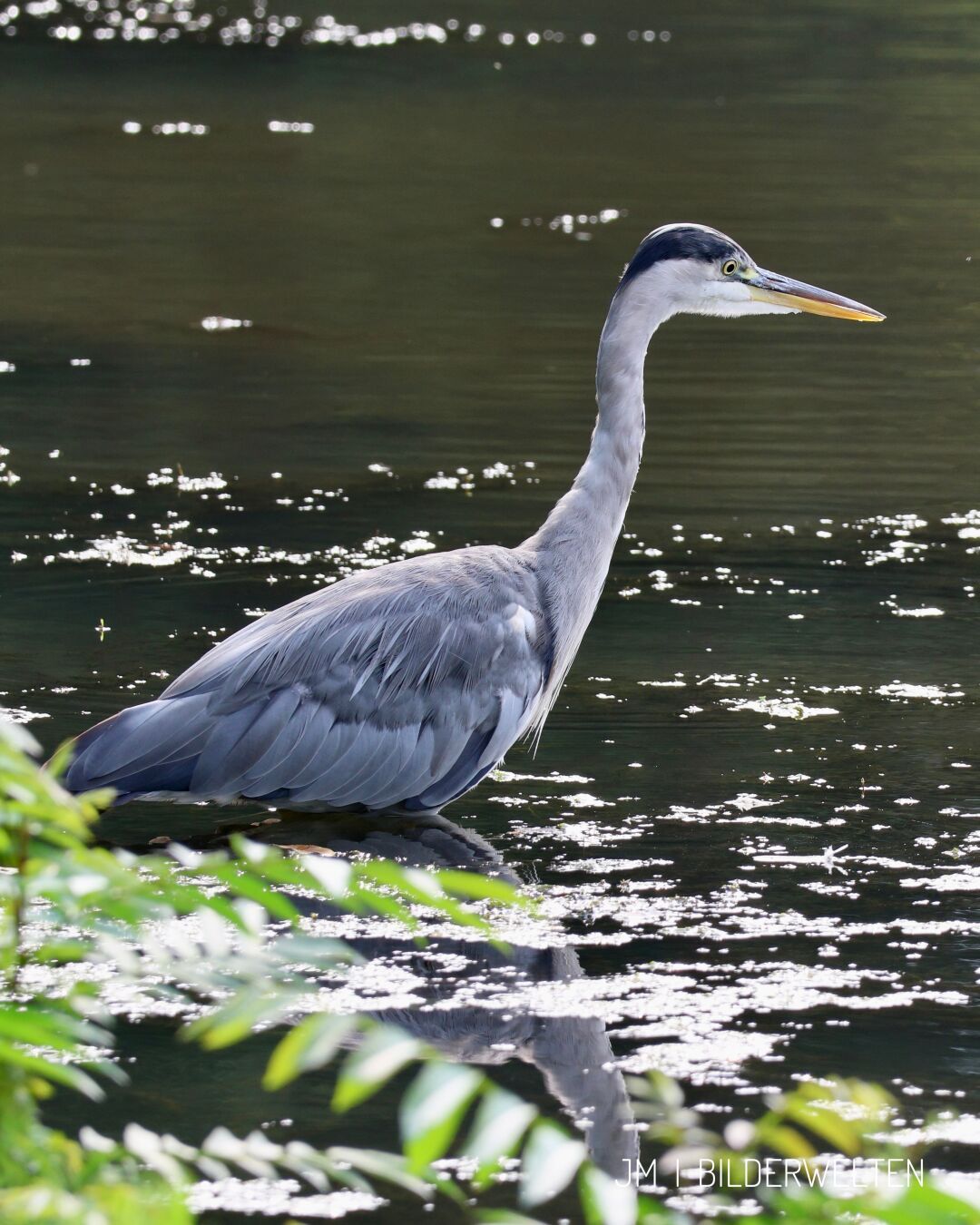 Ein Graureiher steht am Rand eines Sees und schaut Richtung Wasser. Im Vordergrund sind unscharf einige Äste mit Blättern zu sehen.