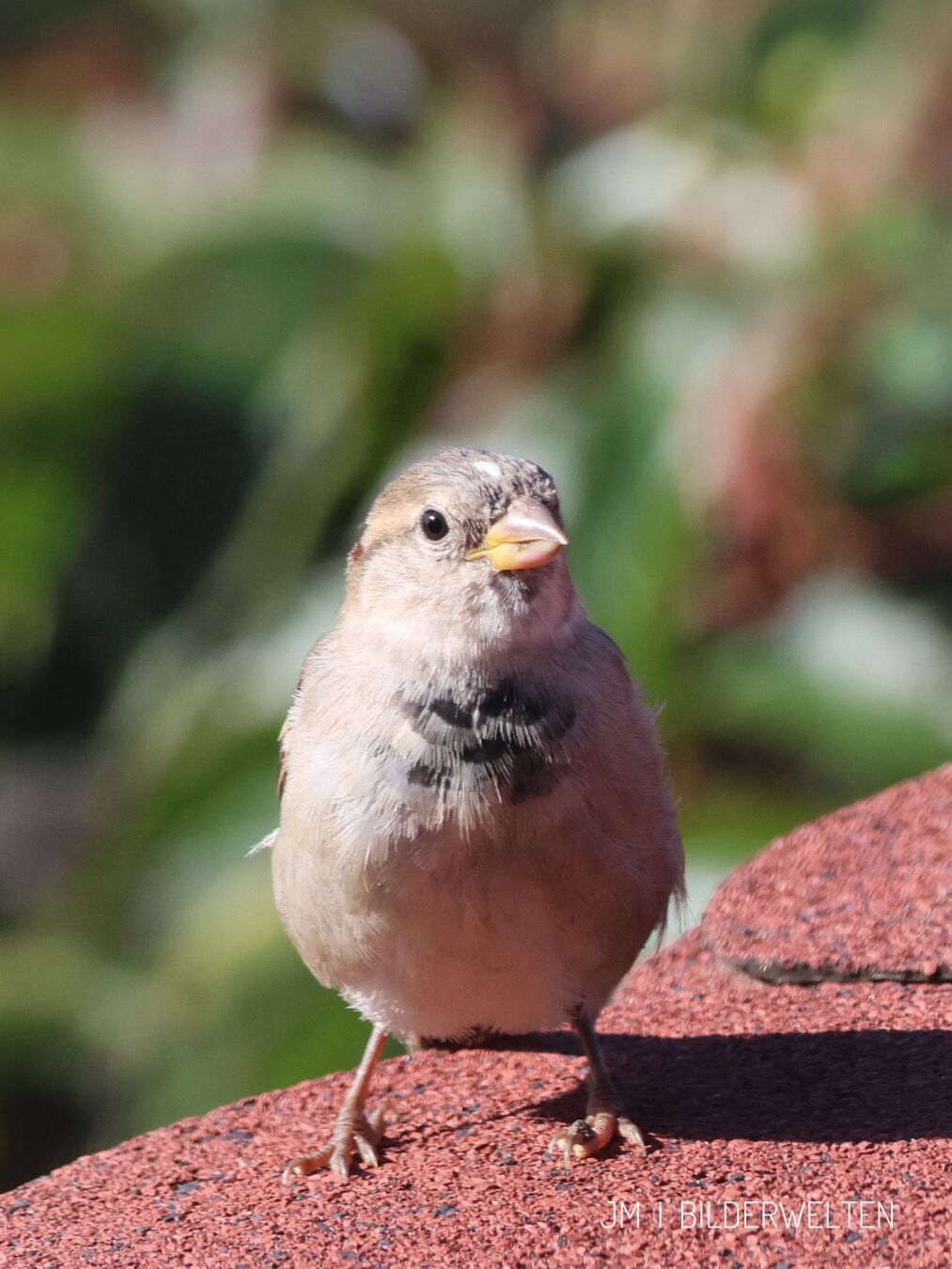 Ein Haussperling sitzt am Rande eines Daches mit roten Ziegeln und genießt die Sonne. Man sieht ihn von vorne, der Kopf ist leicht nach rechts gedreht. Im Hintergrund sind unscharf Pflanzen zu sehen. ￼

A house sparrow sits on the edge of a red tiled roof and enjoys the sun. You can see him from the front, his head is turned slightly to the right. Plants can be seen blurred in the background.