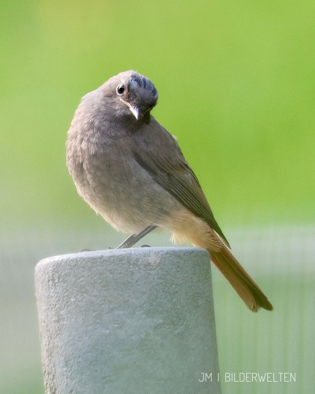 Ein Rotschwänzchen sitzt auf einem Zaunpfosten in der Abendsonne. Man sieht es von der Seite, es hat den Kopf leicht schief gelegt und schaut keck in die Kamera.￼