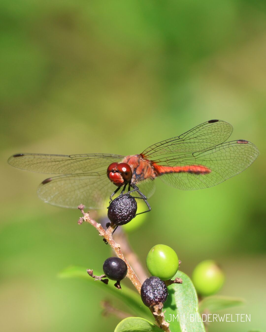 Man sieht eine Libelle mit einem komplett roten Körper auf einer Beere am Ende eines Asts ￼sitzen. Man sieht alle vier Flügel ausgebreitet, an jedem Flügel ist ein kleiner, dunkler Fleck. Im Hintergrund ist das Grün von Bäumen zu sehen. ￼