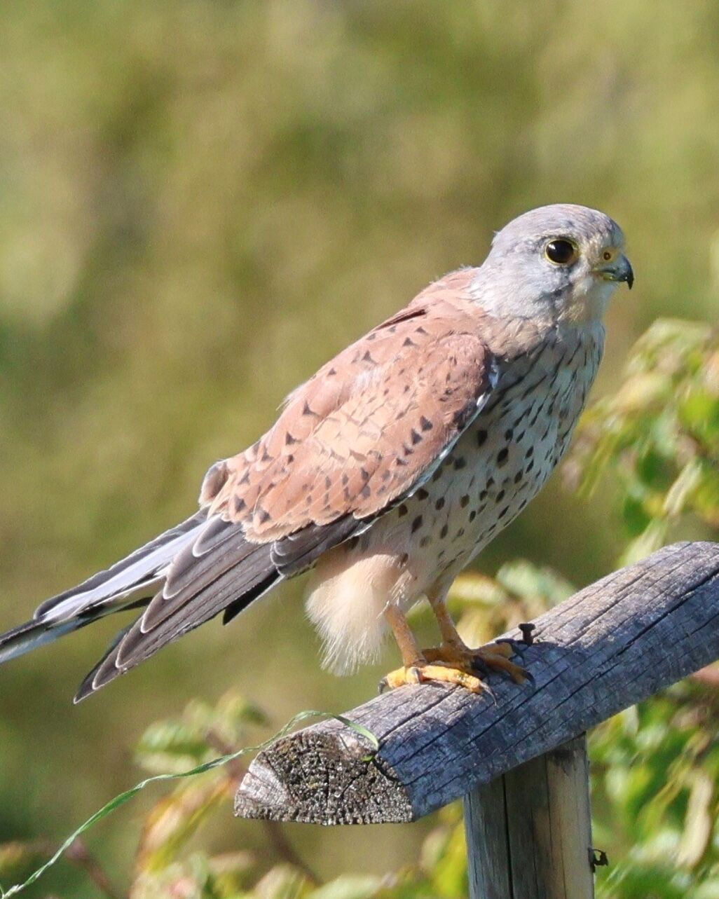 Ein junger Turmfalke sitzt auf einem Holzbalken in der Sonne. Im Hintergrund sieht man Bäume.