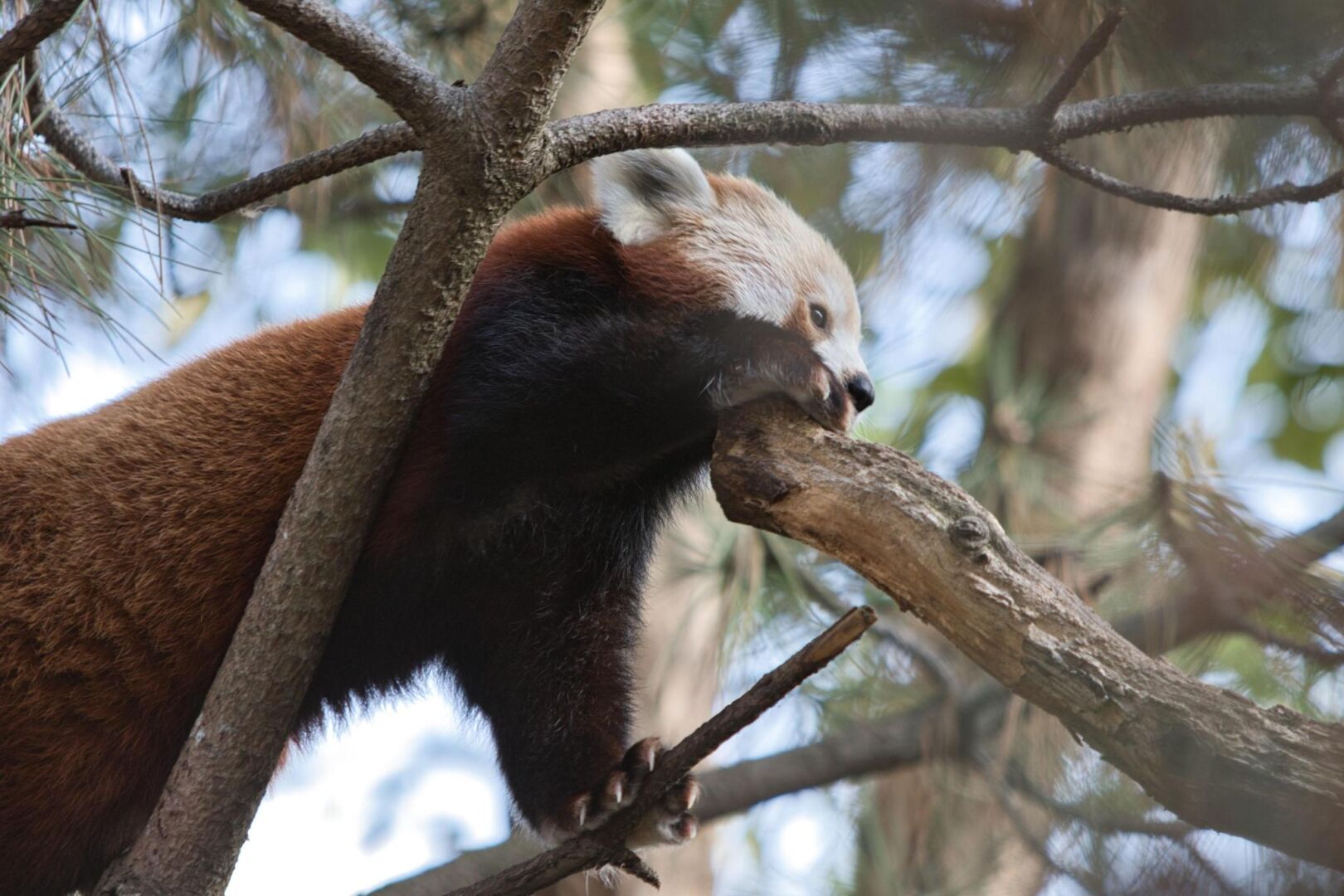 Roter Panda auf Klettertour