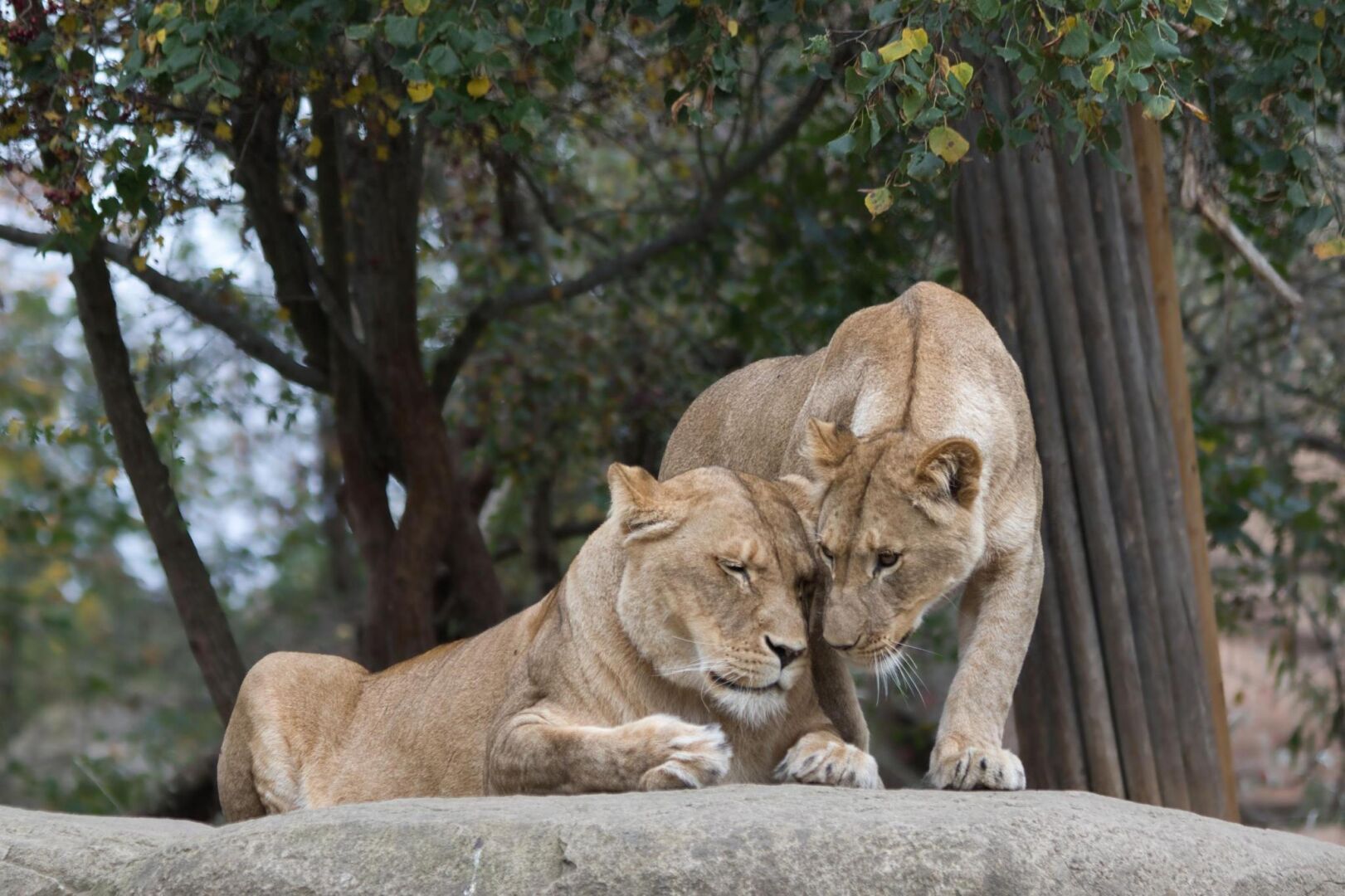 Löwentochter kuschelt Löwenmama