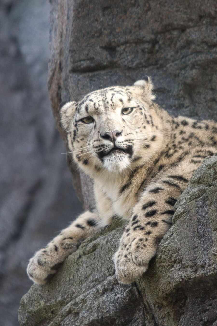Verträumte Schneeleopardin