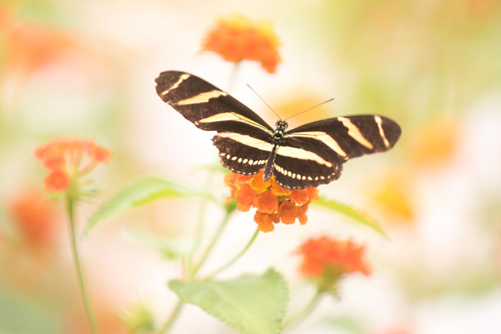 Gelb schwarzer Schmetterling auf orangener Blüte. Der Hintergrund hat die Farbtöne Orange, weiß und grün, ist sehr hell und unscharf.