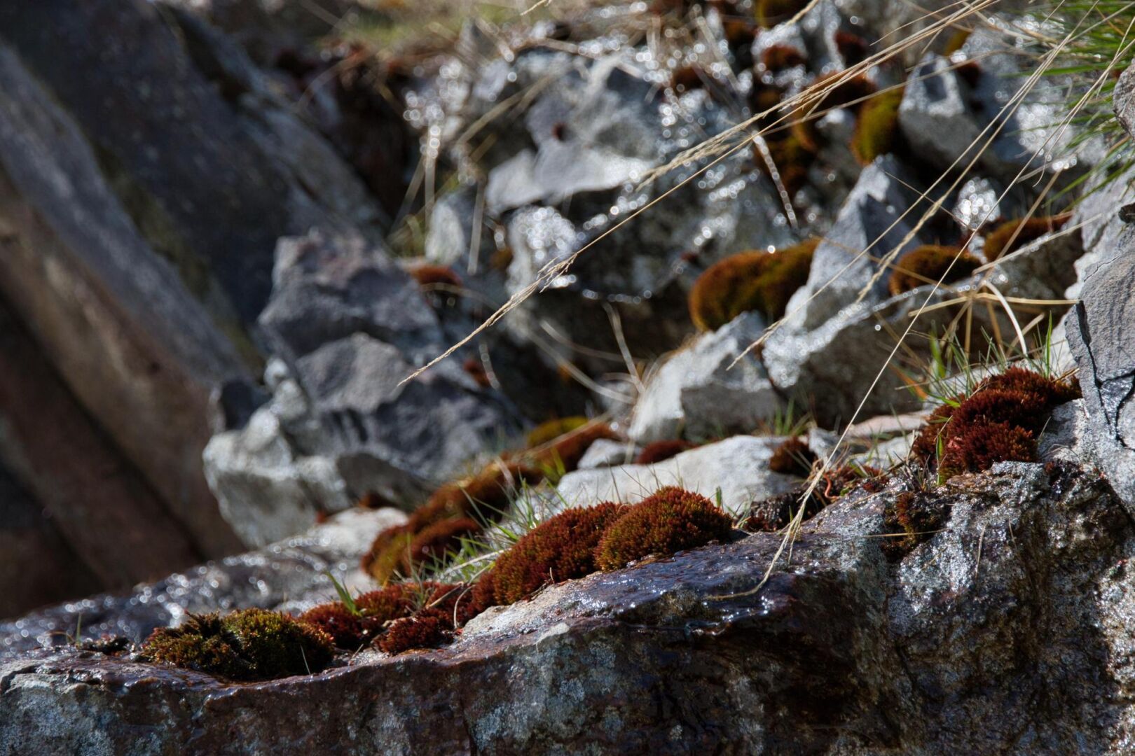 Farbenfroher Moos auf Felsen.