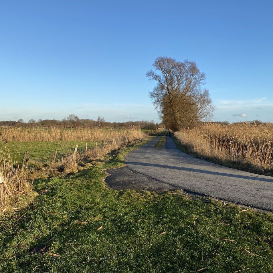 Marschweg, Blick in die andere Richtung. Links und rechts wächst Schilf am Graben. Im Hintergrund ebenfalls Bäume vor blauem Himmel.