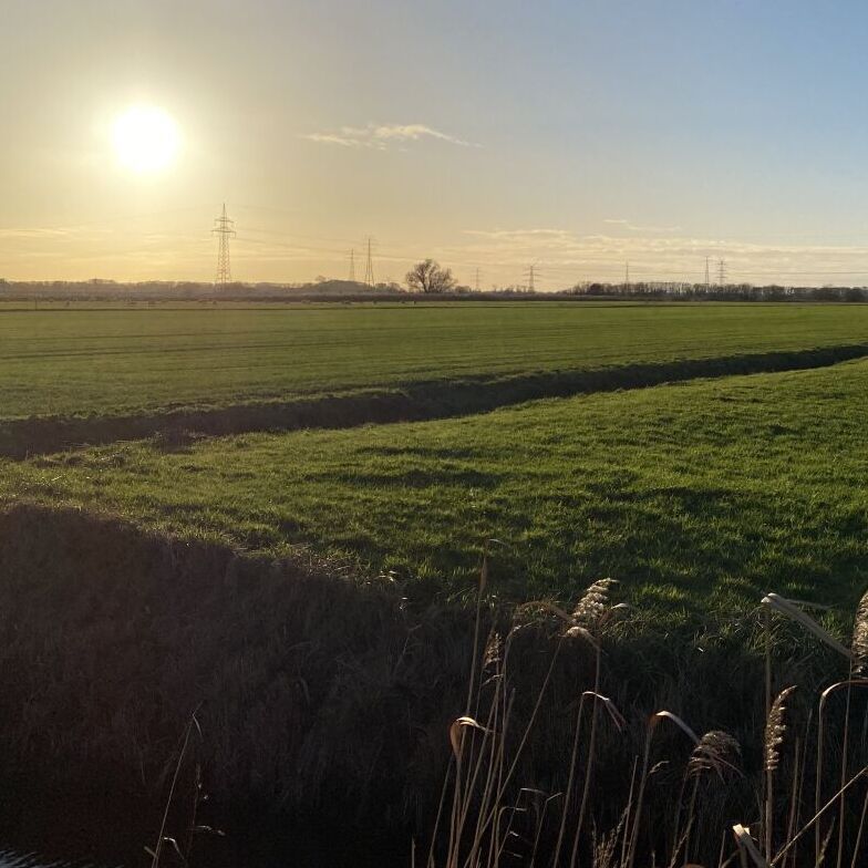 Blick über die grünen Wiesen in der Holmer Marsch. Die Sonne steht tief und es sind nur ein paar kleine Wolken am Himmel.