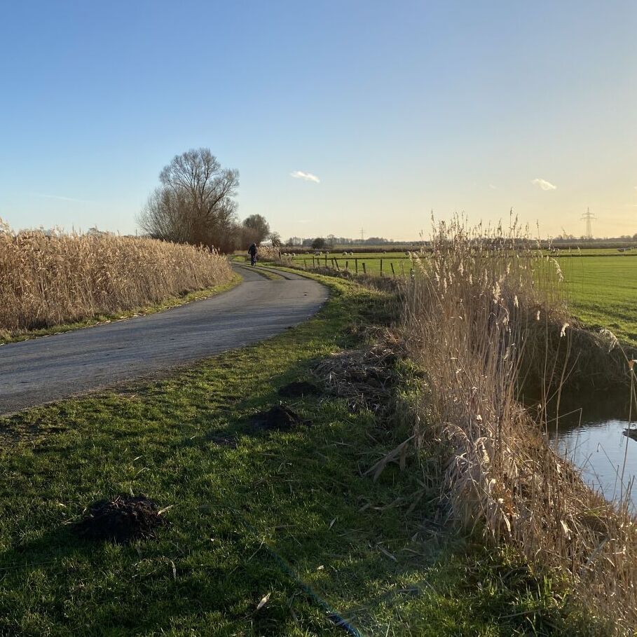 Marschweg in Holm. Links und rechts wächst Schilf am Graben, rechts ist auch noch das Wasser im Graben zu sehen. Im Hintergrund ein Baum.
